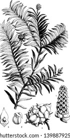 A picture showing different parts of Prince Albert's Yew also known as Saxe-Gothea Conspicua, vintage line drawing or engraving illustration.