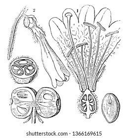 Una imagen que muestra diferentes partes y secciones de Twinflower, también conocida como Linnaea borealis, dibujo de línea vintage o ilustración de grabado.