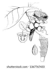 A picture showing the different parts of Slow Match Tree. The parts include one of the bundles of stamens, a perpendicular section of the ovary and section of the seed, vintage line drawing.