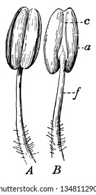 A picture showing different parts of a stamen. The parts are anther, connective and filament, vintage line drawing or engraving illustration.