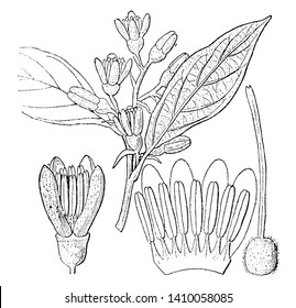 Una imagen que muestra las diferentes partes del árbol de estirax suberifolium. Las partes incluyen una flor, corolla, estambres y pistilo, dibujo vintage de líneas o ilustración de grabado.