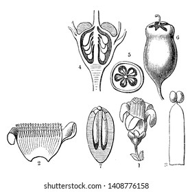 A picture showing different parts of Symplocos Laxiflora tree such as flower, corolla, stamen, ovary, ditto and fruit, vintage line drawing or engraving illustration.