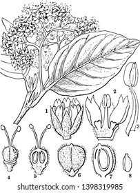 A picture showing different stages of chailletia flower vintage line drawing or engraving illustration.