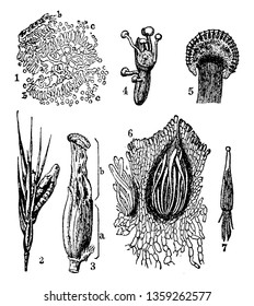 A picture showing different stages of Ergot or ergot fungi which refers to a group of fungi of the genus Claviceps, vintage line drawing or engraving illustration.