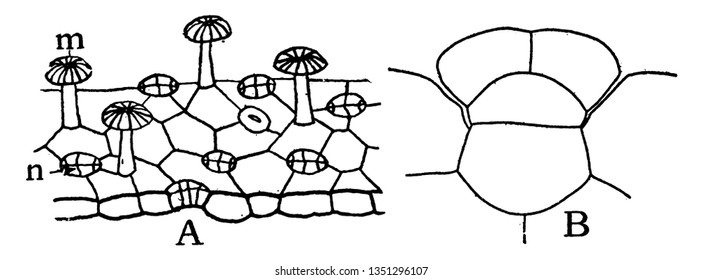 A picture showing the different types of glands from Pinguicula, vintage line drawing or engraving illustration.