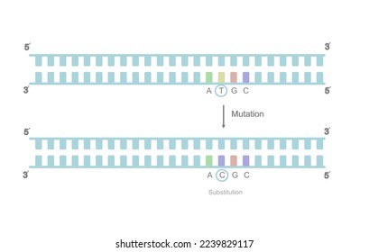 A picture is showing the DNA mutation in substitution type and representing the nitrogenous base changing at mutation site on double stranded DNA