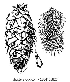 A picture showing down facing, Douglas fir cone, seed and foliage, vintage line drawing or engraving illustration.