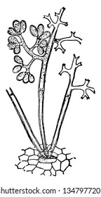 A picture showing downy mildew in a grape plant, vintage line drawing or engraving illustration.