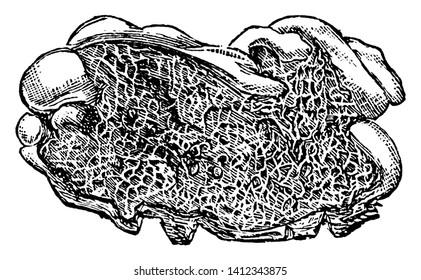 A picture showing Dry Rot Fungus. A decomposition that affects the wood, caused by several species of fungi, whose mycelium penetrated the wood and destroyed it, vintage line drawing or engraving