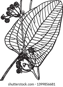 A picture is showing Echinodorus. It belongs to Alismataceae family. All flowers with stamens and carpels, vintage line drawing or engraving illustration.