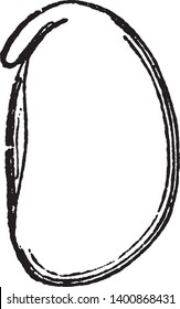 A picture is showing a Embryo of Common Bean also called as Phaseolus vulgaris. Caulicle leaned over the edge of the cotyledons can be seen in the picture, vintage line drawing or engraving
