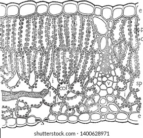 A picture showing the epidermis, end of vein seen and from the side, consisting of elongated and banded cells, vintage line drawing or engraving illustration.