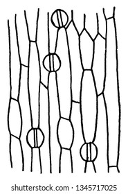 Ein Bild, das die Epidermis eines Irisblattes, einer Vintage-Linie oder einer Gravierungsgrafik zeigt.