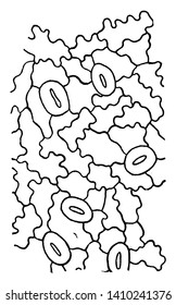 Ein Bild, das die Epidermis eines Eichenblattes, einer Vintage-Linienzeichnung oder einer Gravierungsgrafik zeigt.