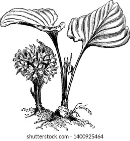 Una imagen muestra Eurycles Cunninghami, también conocido como lirio Brisbane. Pertenece a la familia Amaryllidaceae y es natural de Australia. Las flores son blancas que se producen en grupos de paraguas, vintage