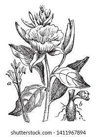 A picture is showing Evening Primrose. It native to America, belongs to Onagraceae family. This is: a, flower divested of calyx and corolla, to show the parts or fructification; b, tuberous root