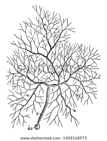 A picture showing an example of Brown Mold which is also known as Mucor Mucedo, vintage line drawing or engraving illustration.