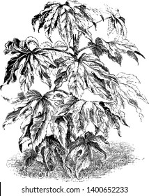 A picture is showing Fatsia Japonica, also known as paper plant. It belongs to family Araliaceae. Its leaves are long, large and leathery, vintage line drawing or engraving illustration.