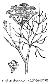 A picture is showing Fennel. It belongs to Carrot family. It is a hardy, perennial herb with yellow flowers and feathery leaves, vintage line drawing or engraving illustration.