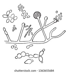 A picture showing the Fermentation of wine. Organisms found upon the Skin of a Grape and concerned in the Fermentation of Wine, vintage line drawing or engraving illustration.