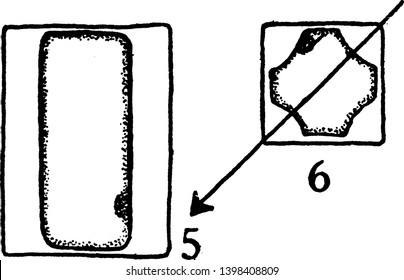 A picture showing the fifth and sixth developmental stages of collenchyma. In this stage longitudinal and cross sections of a mature cell can be seen, vintage line drawing or engraving illustration.