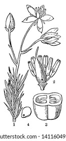 A picture is showing Finger Flower. The illustration show: 2. pistil and stamens; 3. a cross section of its ovary; 4. a seed of Pittosporum undulatum, cut across to show the minute embryo, vintage