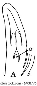 A picture showing the first Megaspore formation stage, vintage line drawing or engraving illustration.