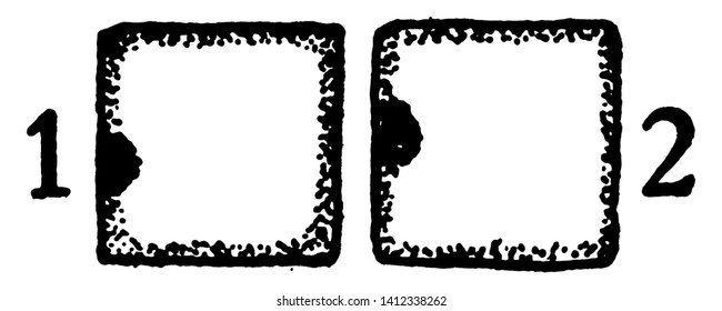 A picture showing the first and second developmental stages of collenchyma. In this stage cross and longitudinal section of a collenchyma cell are in its primary meristem condition, vintage