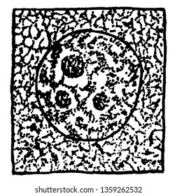 Ein Bild, das die erste Stufe zeigt, die eine Ruhephase der Abteilung von Großmutter Zelle, Vintage-Linie Zeichnung oder Gravitation Illustration ist.