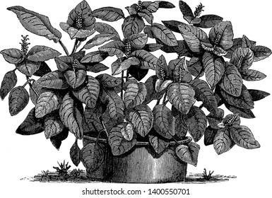 A picture is showing Fittonia Gigantea. It belongs to the Acanthus Family. It flowers are pale red, vintage line drawing or engraving illustration.