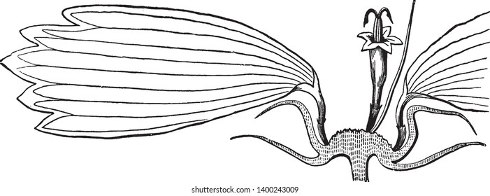 A picture is showing the five syngenesis stamens of a Coreopsis, vintage line drawing or engraving illustration.