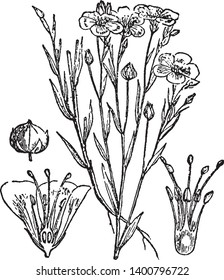 Una imagen muestra Flor de Flor y Semilla-Pod. Es una planta anual. Esta ilustración es: a. Planta de flujo, b. un fruto, c. sección vertical de flor, d. un dibujo o grabado de líneas de pistilo o vintage