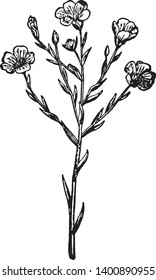 A picture is showing Flax, it also known as Linseed. It belongs to Linaceae family. This is a basic crop grown in the coldest parts of the world. Flowers are pure pale blue with five petals, vintage