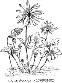 A picture is showing a flower of Anemone Stellata. The flowers of Anemone Stellata comes in several colors such as purple, rose red, or a whitish color, vintage line drawing or engraving illustration.