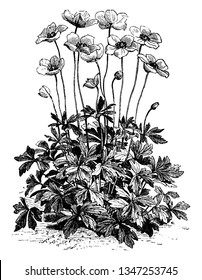 A picture is showing a flower of Anemone Sylvestris also known as Snowdrop Wildflower. The flowers of Anemone Sylvestris are pure, satin white and are very fragrant, vintage 