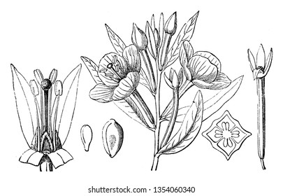 A picture showing a flower, calyx, ovary, seed and embryo of Wingleaf Primrosewillow which is also known as Ludwigia Jussiaeoides, vintage line drawing or engraving illustration.