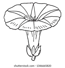 A picture is showing a flower of Convolvulus. They are usually entangled and milky plants, although some are erect shrubs, vintage line drawing or engraving illustration.