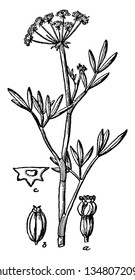 A Picture Showing A Flower, Fruit, Transverse Section Of One Of The Fruitlets. Those Are All Parts Of Rock Samphire, Vintage Line Drawing Or Engraving Illustration.