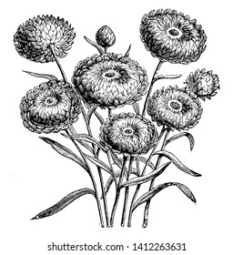 A picture is showing Flower Heads of Everlastings (Helichrysum Bracteatum Compositum). It is native to North Africa. It is an attractive and flower heads come in various colors, vintage line drawing