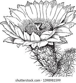 A picture showing the flower of Mammillaria. The genus Mammillaria is one of the largest in the cactus family Cactaceae, vintage line drawing or engraving illustration.