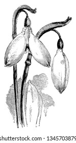 A picture is showing Flowers of Galanthus Nivalis Imperati, commonly known as Common Snowdeop. This is a large form of the flower. The flower consists of six petals, vintage 