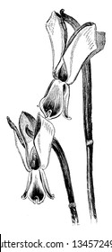 A picture is showing Flowers of Galanthus Nivalis Reflexus, commonly known as Cremean Snowdrop. This flowers outer perianth segments are reflexed, vintage line drawing or engraving illustration.