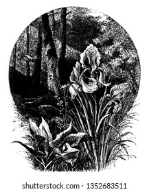 Picture showing the flowers of Iris plant, vintage line drawing or engraving illustration.