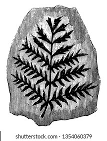 A picture showing the fossilized coal ferns of ancient tree which are often association with coal seams, vintage line drawing or engraving illustration.