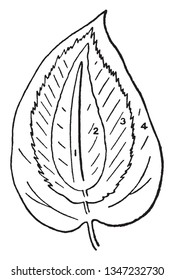 A picture is showing four types of simple leaves. The types are Linear leaf, Lanceolate leaf, elliptical leaf and ovate leaf, vintage line drawing or engraving illustration.