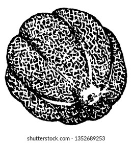 A picture showing the fruit of Melon which is a well-known delicious fruit, vintage line drawing or engraving illustration.