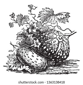 Ein Bild, das die Frucht von Melon zeigt, die eine bekannte leckere Frucht, Vintage-Linie Zeichnung oder Gravitation Illustration ist.
