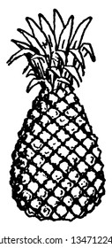 A picture showing fruit of Pineapple which is a delicious tropical fruit. A sweet, yellow fruit resembling a pine cone, vintage line drawing or engraving illustration.