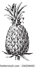 A picture showing fruit of Pineapple which is a delicious tropical fruit. A sweet, yellow fruit resembling a pine cone, vintage line drawing or engraving illustration.