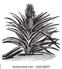 A picture showing fruit of Pineapple which is a delicious tropical fruit. A sweet, yellow fruit resembling a pine cone, vintage line drawing or engraving illustration.
